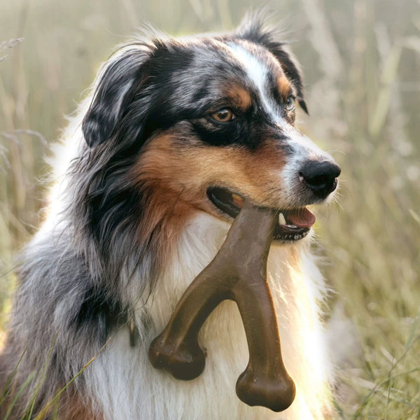 Pet Dog Bone Chew Toy